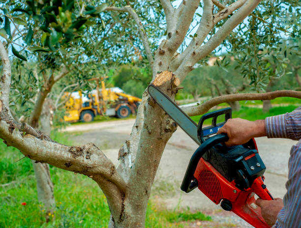 Emergency Storm Tree Removal in Wilkinson Heights, SC